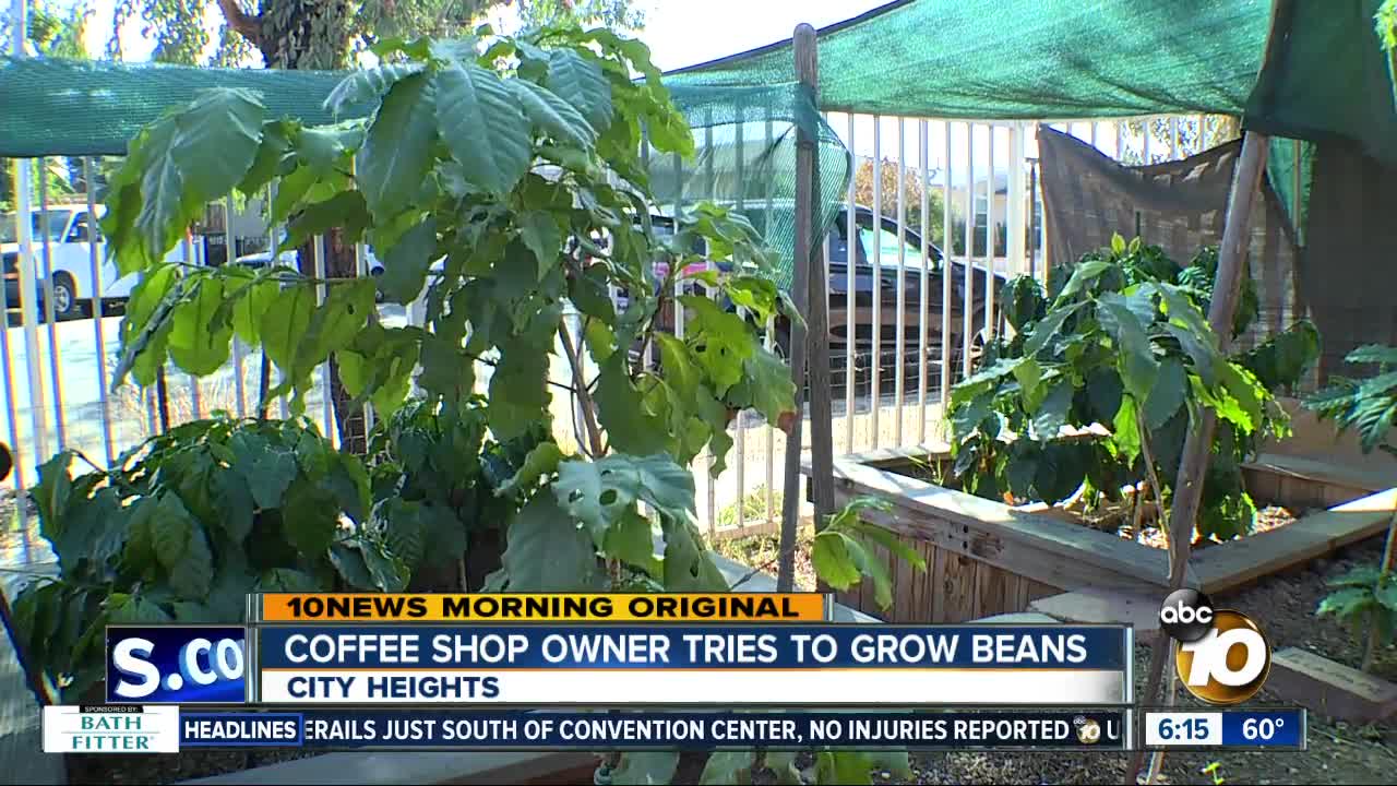 Coffee shop owner tries growing coffee beans in garden