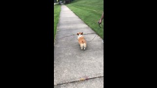 Corgi carries tree branch