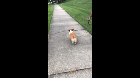 Corgi carries tree branch