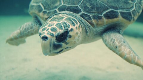 Ocean Wonders: Footage of Diverse, Captivating, and Colorful Marine Life in the Depths of the Ocean