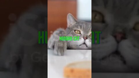 "Hungry Cat Chronicles: A Feline's Quest for the Ultimate Feast!"