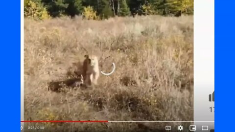 Mountain Lion Tries To Attack Man - Luckily Man Was Armed With Gun & Not Just 911