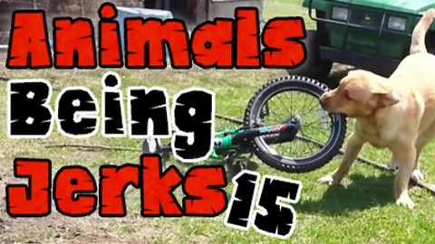 ​Animals Being Jerks #15​
