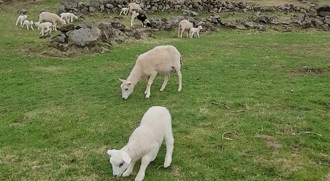 Funny jumping little lamb!!