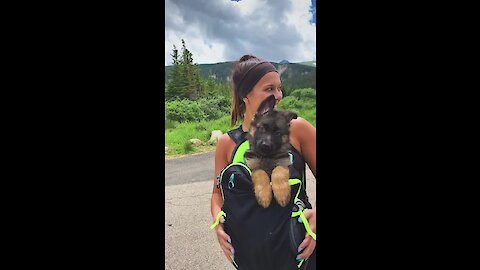 German Shepherd puppy goes on first hiking trip