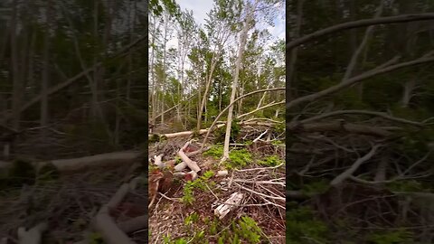 Hurricane Fiona Destroyed This Forest 🌳