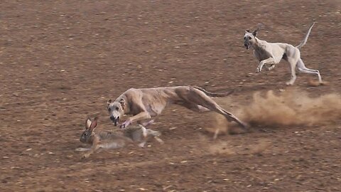 A thrilling dog chase after a hare