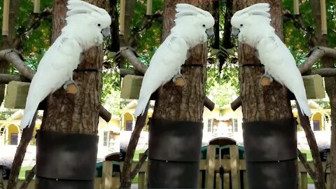 The Most Beautiful White Parrot in the World