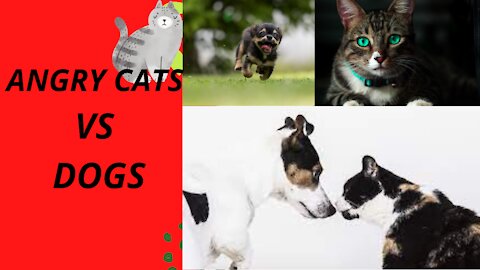 Angry Cats VS Dogs 2021 Funny Compilation !! Cat Reaction ! So Funny