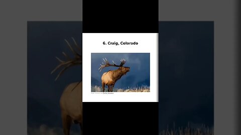10 Best Places To Elk Hunt