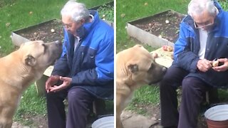 Old Man Shares His Apples With Doggy Best Friend