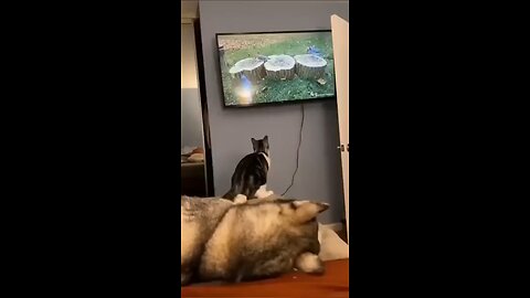 animals funny videos