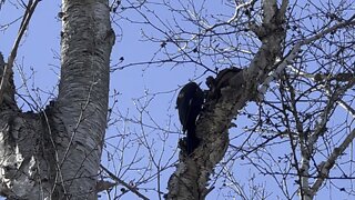 Pileated Wood Pecker action