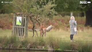 Turisti rischiano la vita per farsi un selfie con un cervo