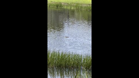 Alligator Stalks Great Egret And Little Blue Heron Part 1 4K