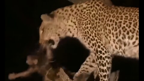 A Leopard Raised a Baby Monkey After Killing its Mother