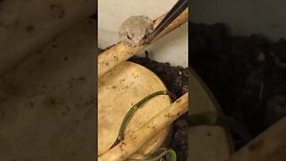 A BASIC FROG FEEDING FAIL (11/05/23)