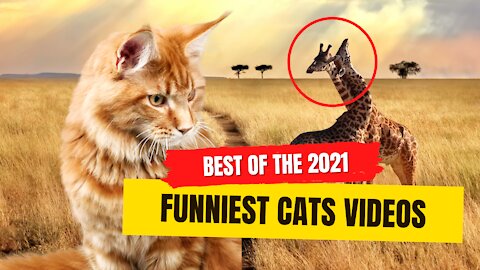 💗Cute And Funny Pets | Try Not To Laugh To These Pets Compilation