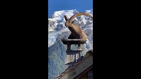 I don't know how this Ibex got there but it looks majestic af!