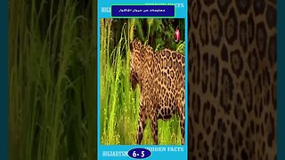 معلومات هن حيوان الجاكور 5 6