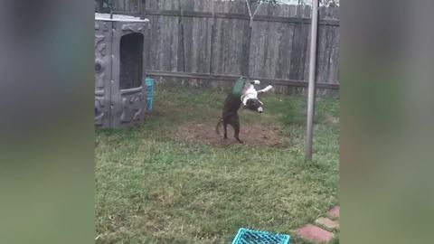 Hilarious Dog Gets Tangled Up In Swing