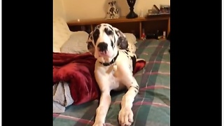 Great Dane puppy refuses to get off bed