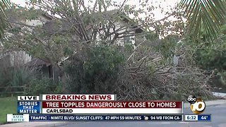 Large tree comes down near Carlsbad home