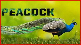 PEACOCK | PEAFOWL | BLUE PEACOCK | GREEN PEACOCK WHITE PEACOCK