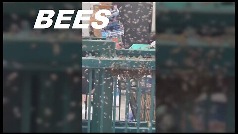 Wild video shows massive swarm of bees colonizing NYC subway entrance