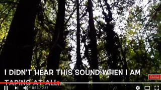 Strange Scary Sound in the Wood - only heard after taping and reviewing