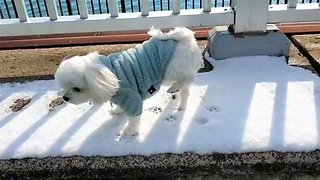 Maltese refuses to walk in the cold snow
