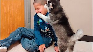 Siberian Husky Puppy Play
