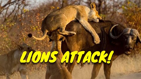 Amazing Wild Lions attacks | Wild animal fight | the most danger predator | most danger animal