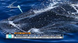 Video shows close-up whale shark sightings off Anna Maria Island