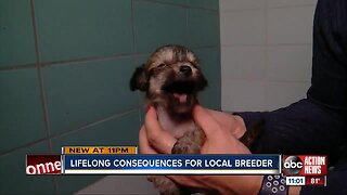 More than 300 dogs available for adoption next month after county seized them from Tampa business