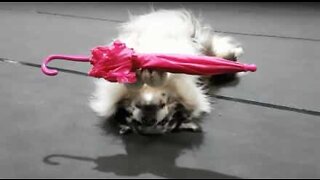 Akrobatisk hund visar tricks med paraply