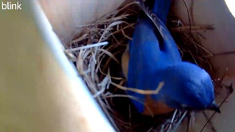 Male bluebird prepares the nest