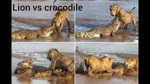 Lion vs crocodile dengerous attacks