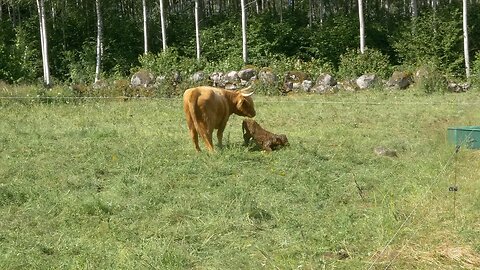 The Cruelty of Nature