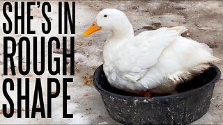 The Problem With Pekin Ducks