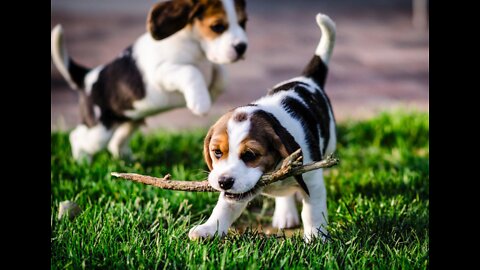 Watch these cute puppies 😍😍