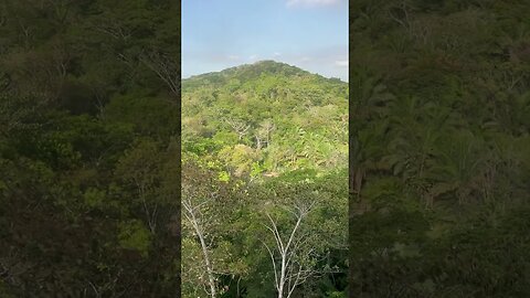 Floresta Tropical do Panamá