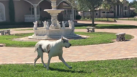 Adopted Great Dane Makes Senior Dog Happy