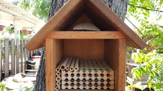 How to Set Up Native Bee Hive | Mason and Leafcutter Bees