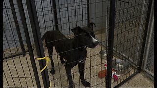 Sierra Vista Animal Shelter Overcrowded