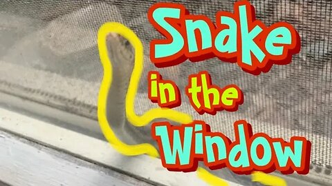 Snake rescued from a window!