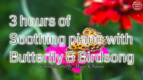Soothing music with piano and birdsong for 3 hours, music to relax your mind and body