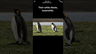 The black and white coloring of penguins works as camouflage #birds #shorts