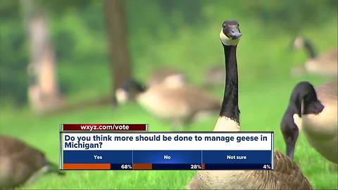 New plan hopes to manage Canadian Geese in Michigan