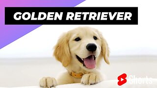 Golden Retriever 🐶 One Of The Most Expensive Dogs In The World #shorts #goldenretriever #dog